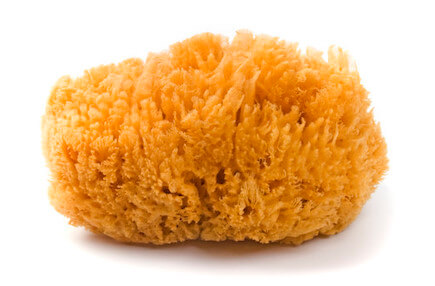 grass type sea sponge